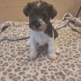 Paisley - Parti female Miniature Schnauzer puppy in Warrenville, South Carolina from All Paws Pet Resort
