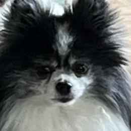 Blaze - Pomeranian