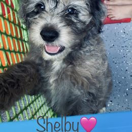 Aussiedoodle Puppies from Shawna Rosario