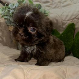 Peanut - Chocolate male Shih Tzu puppy in Azusa, California from RJ Shih Tzu lover