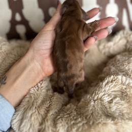 Amy - Dapple female Dachshund puppy in California from Ranch Hand Weenies