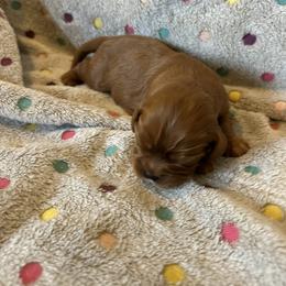 Hank - Ruby male Cavalier King Charles Spaniel puppy in Paulden, Arizona from Nine Mile Cavaliers