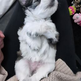 Miniature Schnauzer Puppies from PartiLife Miniature Schnauzers