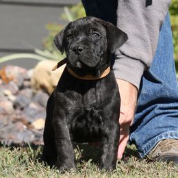 Tan Collar - Tiger female Perro de Presa Canario puppy in Pocahontas, Illinois from Cabeza Grande Kennel