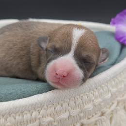 German Shepherd and Pembroke Welsh Corgi Puppies from J&R Shepherds & Corgis