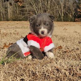 Kevin - Blue Collar - AKC - Blue male Border Collie puppy in Courtland, Alabama from C Bar C Ranch Border Collies