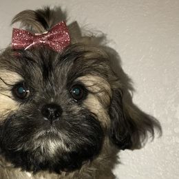 Shih Tzus from Debbie’s Precious Shih Tzu’s