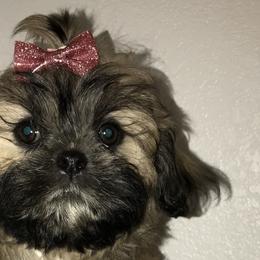 Shih Tzus from Debbie’s Precious Shih Tzu’s