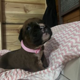 Pink girl - Fawn Boxer puppy in Center Hill, Florida from Rogers Farm’s Beloved Boxers
