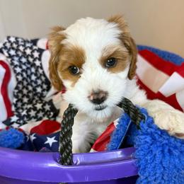 Girl 2 Nova - Blenheim female Cavapoo puppy in Bountiful, Utah from PJs Puppy Love