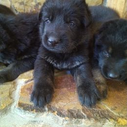 German Shepherd Puppies from Von Stephan Max Shepherds