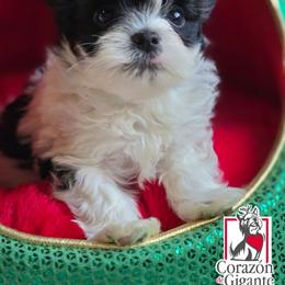 Jinu - Parti male Yorkshire Terrier puppy in California from Corazon de gigante