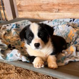 Tri Female - female Pembroke Welsh Corgi puppy in Weatherford, Texas from Flyin H Corgi’s
