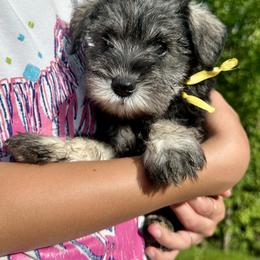 Yellow Ribbon Girl - Salt and pepper female Miniature Schnauzer puppy in Floyd, Virginia from Little River Puppies