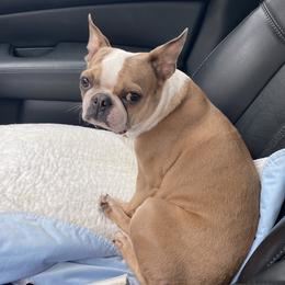 Prim - Boston Terrier