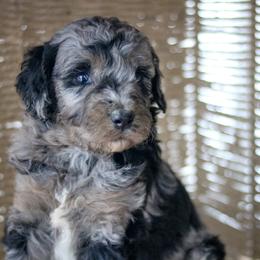Aussiedoodles, Australian Mountain Doodles, Bernedoodles, and Labradoodles from Doodles & Co