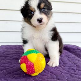 Grant - Black tri-color male Australian Shepherd puppy in Kearney, Nebraska from Helix Aussies