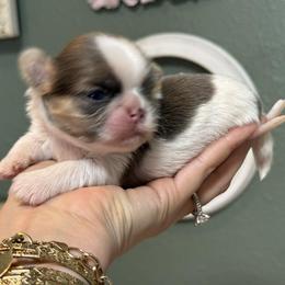 Boy 1 - Tricolor male Shih Tzu puppy in Calimesa, California from Little Mountain’s Shih Tzus