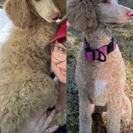 Poodle Puppies from East Bunch Poodles