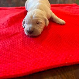 Female puppy 3 - Light golden female Golden Retriever puppy in Tacoma, Washington from Bradley Farms