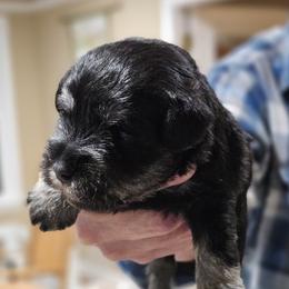 Black Collar Black and silver - Black and silver male Miniature Schnauzer puppy in Blountville, Tennessee from Maxwell House Schnauzers
