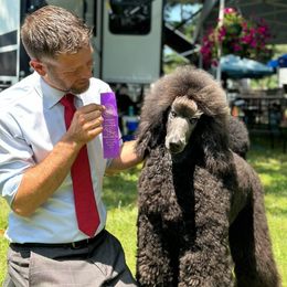 Poodle Puppies from Floyd B Poodle
