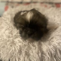 Enzo - Brindle and white male Shih Tzu puppy in Blackwood, New Jersey from Ju Ju Bee Shih Tzus