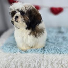 Noodle - Tricolor male Shih Tzu puppy in Hialeah, Florida from Shih Tzu Miami