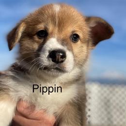 Pippin - Red male Pembroke Welsh Corgi puppy in Grenada, California from California Corgi Butts