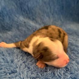 Monster - Blue merle male Miniature American Shepherd puppy in Godley, Texas from Bradley Kennels