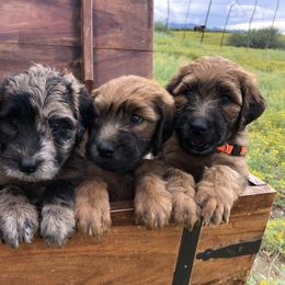 Whoodle Puppies from Schmidt's K9s