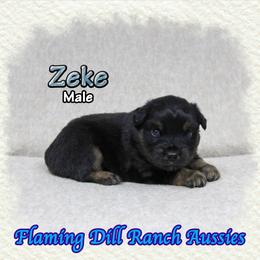 Zeke - Black tri male Miniature Australian Shepherd puppy in Forestburg, Texas from Flaming Dill Ranch Aussies
