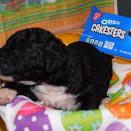 Oreo - Parti Goldendoodle puppy in Iowa from Nation Goldendoodles