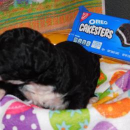 Oreo - Parti Goldendoodle puppy in Iowa from Nation Goldendoodles