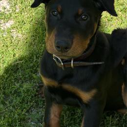 Maroon Collar - Black and rust male Beauceron puppy in Floyd’s Knobs, Indiana from Birdwing Beaucerons