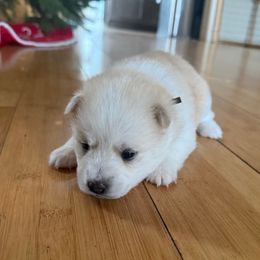Brown Collar - Red and white male Pomsky puppy in Exeter, Rhode Island from Ocean State Pomskies