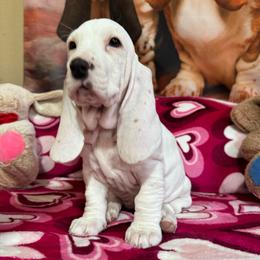 Betty White - Lemon and white female Basset Hound puppy in Pilot Mtn, North Carolina from Lowdown Love Basset Hounds