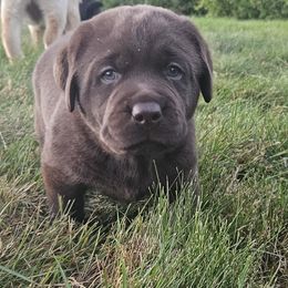 Labrador Retriever Puppies from East Deep River Farm and Labradors