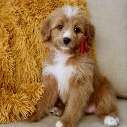 Golden - Red female Bernedoodle puppy in Murray, Utah from Sun Valley Doodles