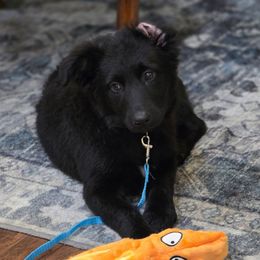 Christmas puppy with training-Cindy lou - Black & white female Australian Shepherd puppy in Wrightsville, Georgia from Wild Magnolia Farms Aussies