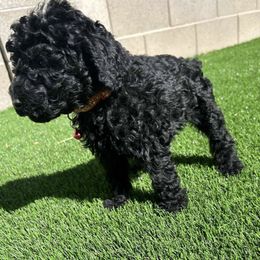 Poodles from Jose Aguirre's Poodles