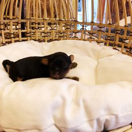 Poodle and Yorkipoo Puppies from Tuts Pups Cafe