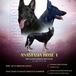 Ana - German Shepherd