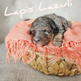 Bernedoodle Puppies from Whispering Aspen Homestead