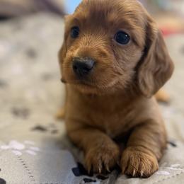 Luna - Sable female Dachshund puppy in Hardy, Arkansas from Tracy's Dachshunds