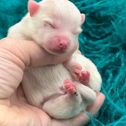 Cream boy - Cream parti male Pomeranian puppy in Franklin, North Carolina from A&J Cutie Pawtooties