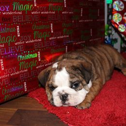 English Bulldog Puppies from Macnaughty Bulldogs