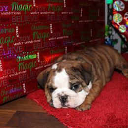 English Bulldog Puppies from Macnaughty Bulldogs