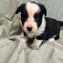Trindle boy - Black and white male Cardigan Welsh Corgi puppy in Clinton, Tennessee from High Hopes Farm
