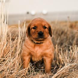 Bacardi (grey) - Dark golden female Golden Retriever puppy in Bynum, Montana from Summit Canine Breeding